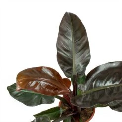 Philodendron Imperial Red -Plant Promotion Store Philodendron Imperial Red Leaves