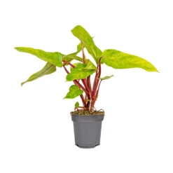 Philodendron Painted Lady 12 Philodendron Painted Lady -Plant Promotion Store Philodendron Painted Lady 12x30cm