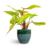 Philodendron Painted Lady -Plant Promotion Store Philodendron Painted Lady 12x30cm Jolin Plant Pot Forest 16x14cm
