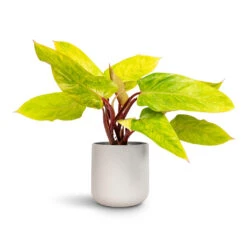 Philodendron Painted Lady 17 Philodendron Painted Lady -Plant Promotion Store Philodendron Painted Lady 12x30cm Lisbon Plant Pot Light Grey 15x15cm