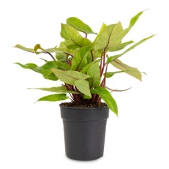 Philodendron Painted Lady 13 Philodendron Painted Lady -Plant Promotion Store Philodendron Painted Lady 19x50cm