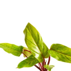 Philodendron Painted Lady 18 Philodendron Painted Lady -Plant Promotion Store Philodendron Painted Lady Detail 3