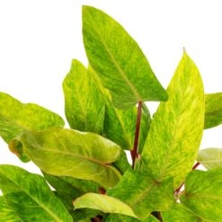 Philodendron Painted Lady 15 Philodendron Painted Lady -Plant Promotion Store Philodendron Painted Lady SWATCH