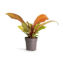Philodendron Prince Of Orange -Plant Promotion Store Philodendron Prince of Orange 10.5x30cm