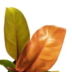 Philodendron Prince Of Orange -Plant Promotion Store Philodendron Prince of Orange 10.5x30cm 2Leaf