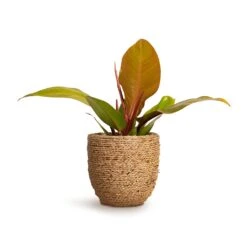 Philodendron Prince Of Orange -Plant Promotion Store Philodendron Prince of Orange 10.5x30cm Cody Plant Pot Straw Grass 17x15cm