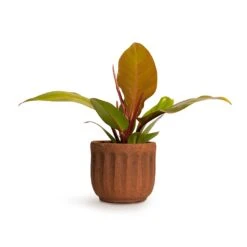 Philodendron Prince Of Orange -Plant Promotion Store Philodendron Prince of Orange 10.5x30cm Duncan Plant Pot Rust 14x13cm