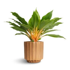 Bourton Scalloped Plant Pot - Clay -Plant Promotion Store Philodendron Prince of Orange 12x25cm Bourton Scalloped Plant Pot Clay 16x16cm
