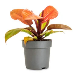 Philodendron Prince Of Orange -Plant Promotion Store Philodendron Prince of Orange 14x30cm
