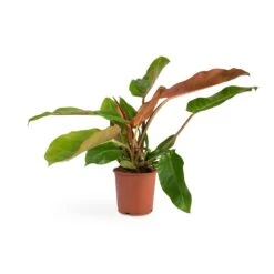 Philodendron Prince Of Orange -Plant Promotion Store Philodendron Prince of Orange 17x35cm
