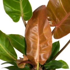 Philodendron Prince Of Orange -Plant Promotion Store Philodendron Prince of Orange 17x35cm close up 2