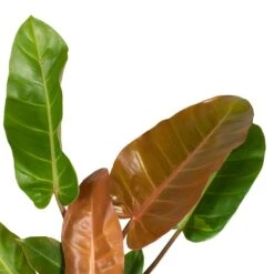 Philodendron Prince Of Orange -Plant Promotion Store Philodendron Prince of Orange 17x35cm close up