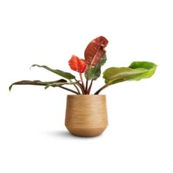 Philodendron Prince Of Orange -Plant Promotion Store Philodendron Prince of Orange 17x50cm Dune Darcy Planter Almond 30x26cm 0820a25a 3fc7 4498 aa1b 5a5bda01a1c8