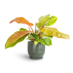 Philodendron Prince Of Orange -Plant Promotion Store Philodendron Prince of Orange 17x50cm Lykke Plant Pot Sage 21x20cm