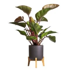 Philodendron Red Beauty -Plant Promotion Store Philodendron Red Beauty 27x100cm Charlie Plant Pot Low Stand Black Washed