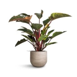 Cody Ridged Plant Pot - Cement 18 Cody Ridged Plant Pot - Cement -Plant Promotion Store Philodendron Red Beauty 27x100cm Cody Plant Pot Ridged Cement 35x31cm 133d28d8 2361 4291 ba84 d5fa71095e66