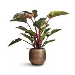 Ryan Plant Pot - Shiny Gold 24 Ryan Plant Pot - Shiny Gold -Plant Promotion Store Philodendron Red Beauty 27x100cm Ryan Plant Pot Shiny Gold 36x32cm 8542260e 1c67 48dc a319 49f590e6cc21