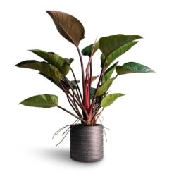 Philodendron Red Beauty -Plant Promotion Store Philodendron Red Beauty 27x90cm Angle Cylinder Plant Pot Anthracite 30x30cm