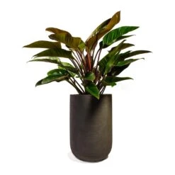 Philodendron Red Beauty -Plant Promotion Store Philodendron Red Beauty 27x90cm Plant Pot Cody Ridge Dark Grey