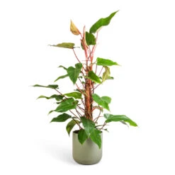 Philodendron Erubescens Red Emerald - Moss Pole -Plant Promotion Store Philodendron Red Emerald 18x85cm Lisbon Plant Pot Sage 24x24cm b1e72d20 1903 40ca beb4 5a1da434b62b
