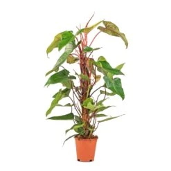 Philodendron Erubescens Red Emerald - Moss Pole -Plant Promotion Store Philodendron Red Emerald 19x85cm
