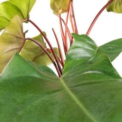 Philodendron Erubescens Red Emerald - Moss Pole -Plant Promotion Store Philodendron Red Emerald SWATCH 2