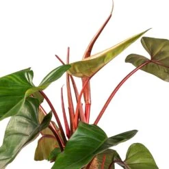 Philodendron Erubescens Red Emerald - Moss Pole -Plant Promotion Store Philodendron Red Emerald SWATCH