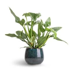 Philodendron Hastatum Silver Queen 11 Philodendron Hastatum Silver Queen -Plant Promotion Store Philodendron Silver Queen 17x50 Odile Plant Pot Petrol 24x19cm