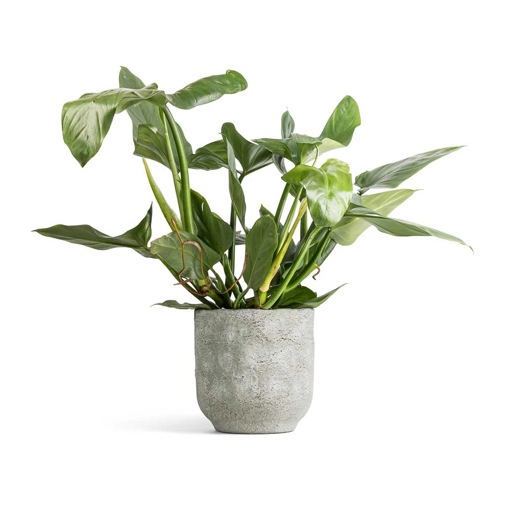Philodendron Hastatum Silver Queen 3 Philodendron Hastatum Silver Queen