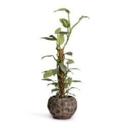 Luxe Lite Moon Globe Planter - Bronze 19 Luxe Lite Moon Globe Planter - Bronze -Plant Promotion Store Philodendron Silver Queen Moss Pole 17x65cm Luxe Lite Moon Globe Planter Bronze 28x20cm