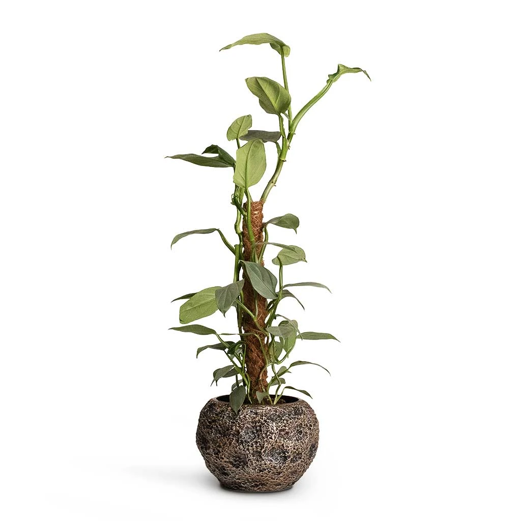 Luxe Lite Moon Globe Planter - Bronze 10 Luxe Lite Moon Globe Planter - Bronze - Image 8