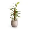 Philodendron Hastatum Silver Queen - Moss Pole 1 Philodendron Hastatum Silver Queen - Moss Pole -Plant Promotion Store Philodendron Silver Queen Moss Pole 17x65cm Ryan Plant Pot White Black 26x26cm d84d7ce7 3ed8 47ed bdbb 8c3eabdf28e4