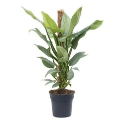 Philodendron Hastatum Silver Queen - Moss Pole -Plant Promotion Store Philodendron Silver Queen Moss Pole 19cm