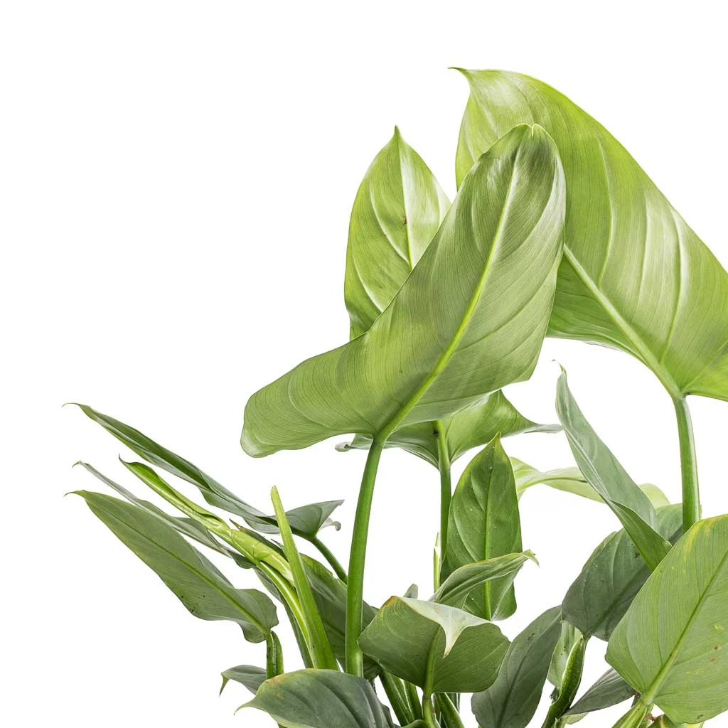 Philodendron Hastatum Silver Queen 4 Philodendron Hastatum Silver Queen - Image 2