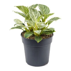 Philodendron Birkin - White Wave -Plant Promotion Store Philodendron White Wave 21cm