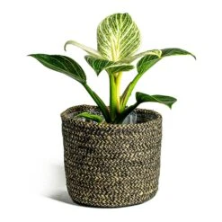 Philodendron Birkin - White Wave -Plant Promotion Store Philodendron White Wave Maartje Plant Baskets Set of 5 black ea2fd914 3fc3 471b 9a08 e55525747cbc
