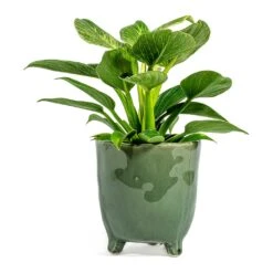 Philodendron Birkin - White Wave -Plant Promotion Store Philodendron White Wave green plant pot