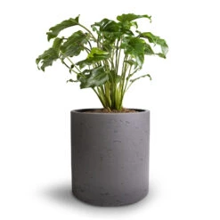 Thaumatophyllum Xanadu - Philodendron Xanadu 14 Thaumatophyllum Xanadu - Philodendron Xanadu -Plant Promotion Store Philodendron Winterbourn Xanadu Philodendron 19x40cm Puk Plant Pot Black Washed 25x25cm