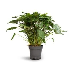 Thaumatophyllum Xanadu - Philodendron Xanadu 18 Thaumatophyllum Xanadu - Philodendron Xanadu -Plant Promotion Store Philodendron Winterbourn Xanadu Philodendron 21x60cm