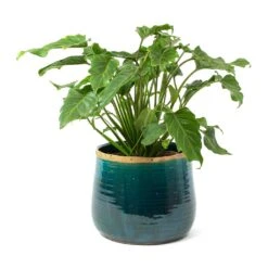 Thaumatophyllum Xanadu - Philodendron Xanadu 15 Thaumatophyllum Xanadu - Philodendron Xanadu -Plant Promotion Store Philodendron Winterbourn Xanadu Philodendron Iris Plant Pot Turquoise