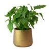 Thaumatophyllum Xanadu - Philodendron Xanadu -Plant Promotion Store Philodendron Winterbourn Xanadu Philodendron Patt Plant Pot Metallic Copper