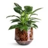 Philodendron Erubescens Green Princess 2 Philodendron Erubescens Green Princess -Plant Promotion Store Philodendron erubescens Green Princess 12x25cm Noud Plant Pot Marrakesh 17x15cm