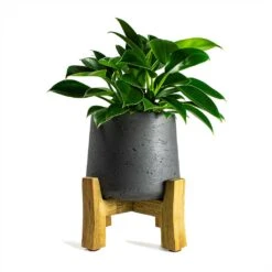 Philodendron Erubescens Green Princess 14 Philodendron Erubescens Green Princess -Plant Promotion Store Philodendron erubescens Green Princess 12x25cm Plant Pot Patt Low Stand Black Washed 20x21cm