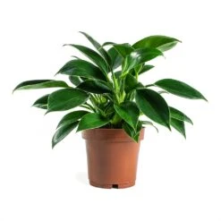 Philodendron Erubescens Green Princess 11 Philodendron Erubescens Green Princess -Plant Promotion Store Philodendron erubescens GreenPrincess Houseplant 12x25cm