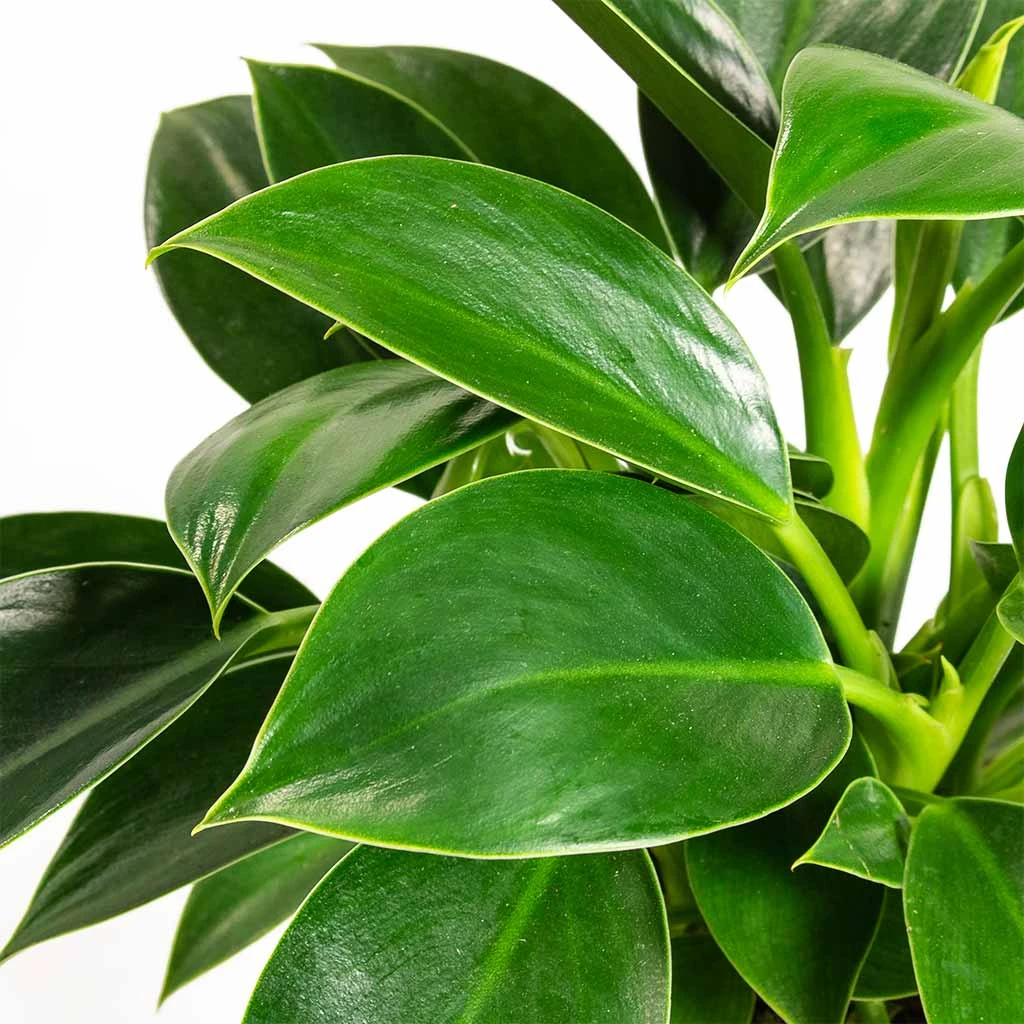 Philodendron Erubescens Green Princess 4 Philodendron Erubescens Green Princess - Image 2