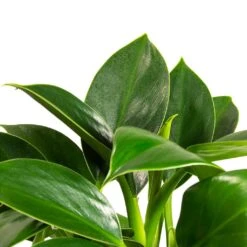Philodendron Erubescens Green Princess 12 Philodendron Erubescens Green Princess -Plant Promotion Store Philodendron erubescens GreenPrincess Houseplant Far Leaf 12x25cm