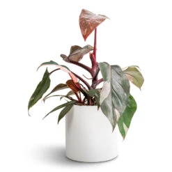 Philodendron Erubescens Pink Princess