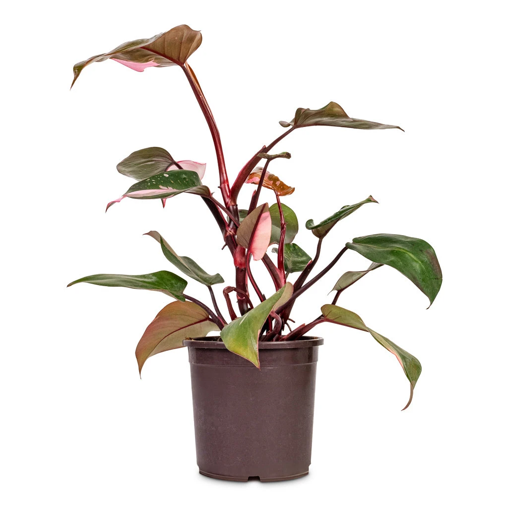 Philodendron Erubescens Pink Princess 14 Philodendron Erubescens Pink Princess - Image 12