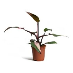 Philodendron Erubescens Pink Princess 17 Philodendron Erubescens Pink Princess -Plant Promotion Store Philodendron erubescens Pink Princess 17x50cm