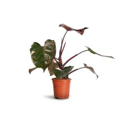 Philodendron Erubescens Pink Princess 21 Philodendron Erubescens Pink Princess -Plant Promotion Store Philodendron erubescens Pink Princess 17x50cm 2faec663 900d 499f 8d2b 6bd4e1e1b690